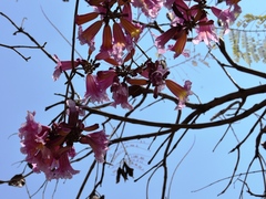 Handroanthus heptaphyllus