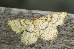 Heliomata glarearia