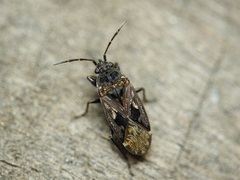 Sphragisticus nebulosus