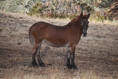 Equus asinus × caballus