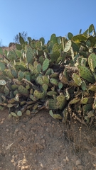 Opuntia semispinosa