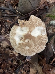 Leccinellum albellum