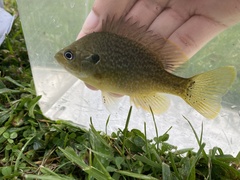 Lepomis macrochirus × cyanellus