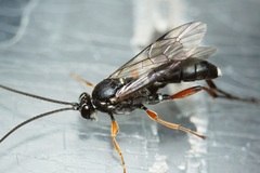 Ichneumonidae
