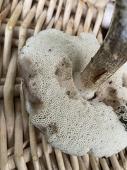 Leccinellum albellum