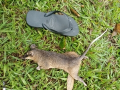 Philander opossum