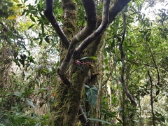 Comparettia falcata