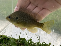 Lepomis macrochirus × cyanellus