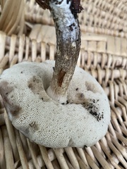 Leccinellum albellum