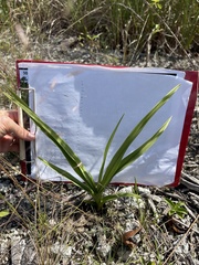 Eulophia graminea