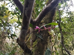 Comparettia falcata