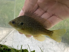Lepomis macrochirus × cyanellus