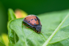 Epilachna calligrapta
