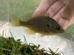 Lepomis macrochirus × cyanellus