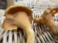 Cantharellus flavolateritius