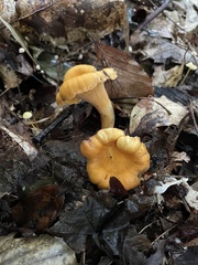 Cantharellus flavolateritius
