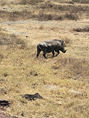 Phacochoerus africanus massaicus
