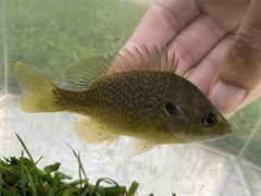 Lepomis macrochirus × cyanellus