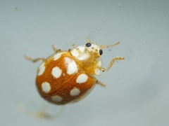 Vibidia duodecimguttata