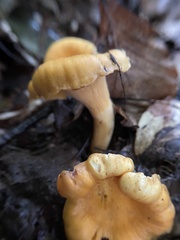 Cantharellus flavolateritius