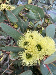Eucalyptus leucoxylon