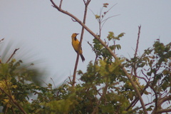 Icterus nigrogularis