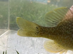 Lepomis macrochirus × cyanellus