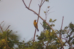 Icterus nigrogularis