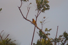 Icterus nigrogularis