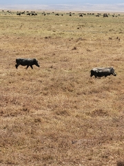 Phacochoerus africanus massaicus