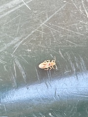 Thaumastocoris peregrinus