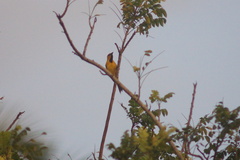 Icterus nigrogularis