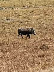 Phacochoerus africanus massaicus
