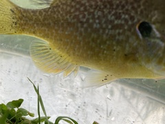 Lepomis macrochirus × cyanellus