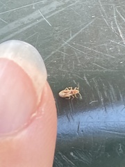 Thaumastocoris peregrinus