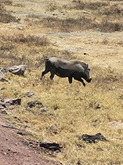 Phacochoerus africanus massaicus