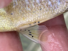 Lepomis macrochirus × cyanellus