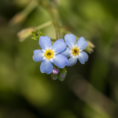 Myosotis laxa