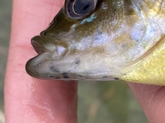 Lepomis macrochirus × cyanellus