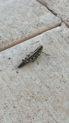 Schistocerca albolineata