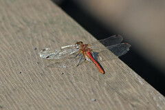 Sympetrum pallipes