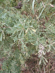Lupinus arboreus