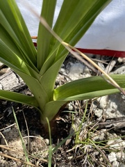 Eulophia graminea