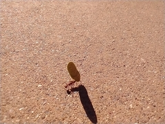 Acromyrmex versicolor