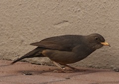 Turdus smithi