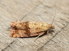 Celypha