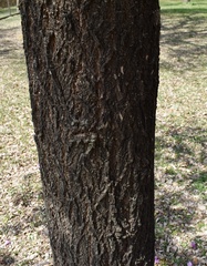 Handroanthus heptaphyllus