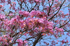 Handroanthus heptaphyllus