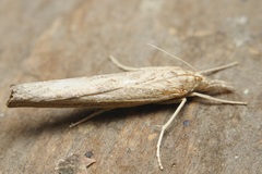 Sphragisticus nebulosus