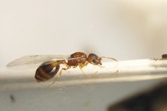 Temnothorax